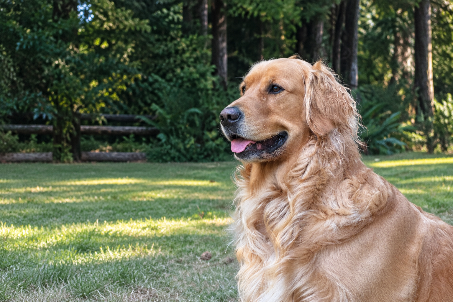Dog joining a Woodinville wine tasting visit